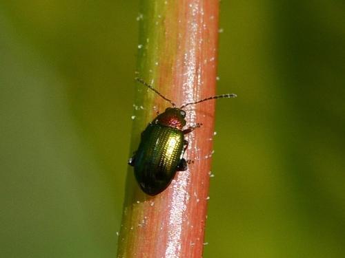 Réf. 321 462 : Crepidodera aurata